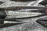 Polished Fossil Orthoceras (Cephalopod) Plate #82159-2